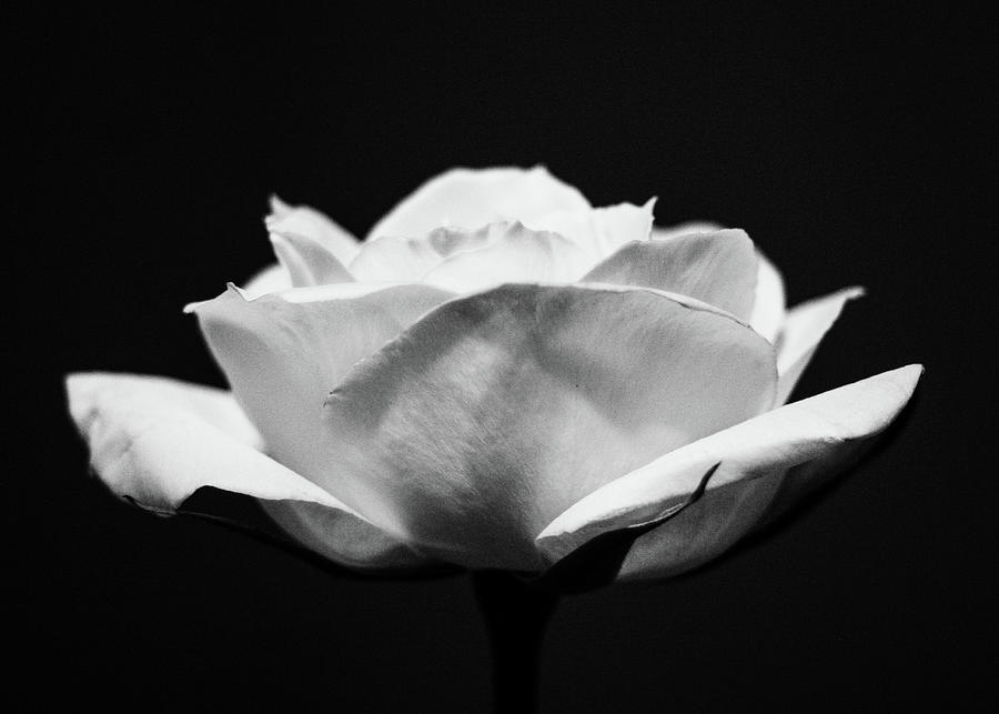 White Rose Photograph by Amelia Pearn