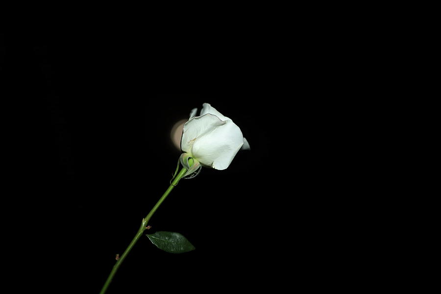 White Rose And Moon Photograph by Siyano Prach