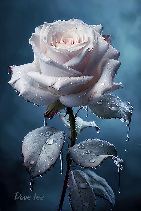 White Rose and Morning Dew Digital Art by Dave Lee