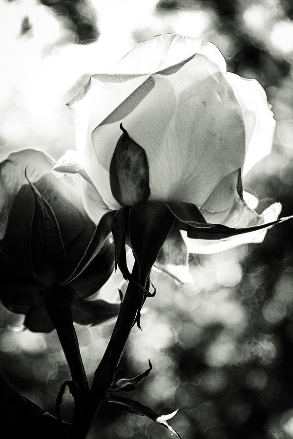 White Rose, Black Shadows  Photograph by W Craig Photography