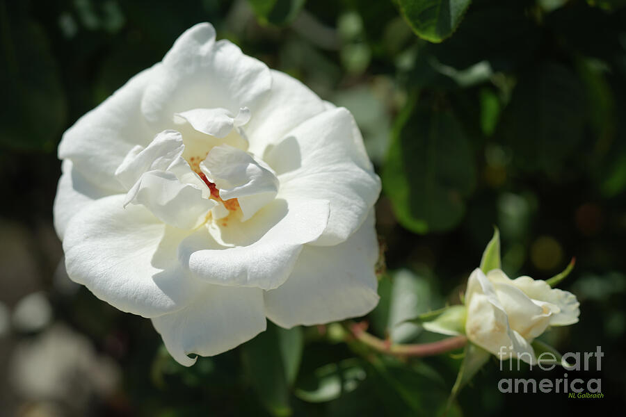 Nature Photograph - White Rose Blooming With A Bud by NL Galbraith Nature Photograph - White Rose Blooming With A Bud by NL Galbraith