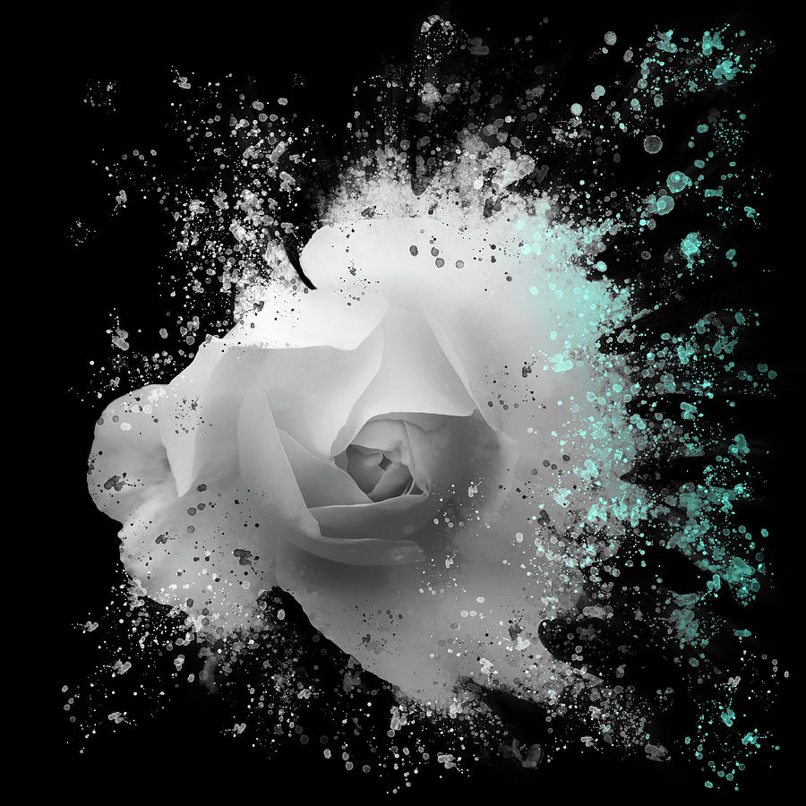 White Rose - Blue Splash Photograph