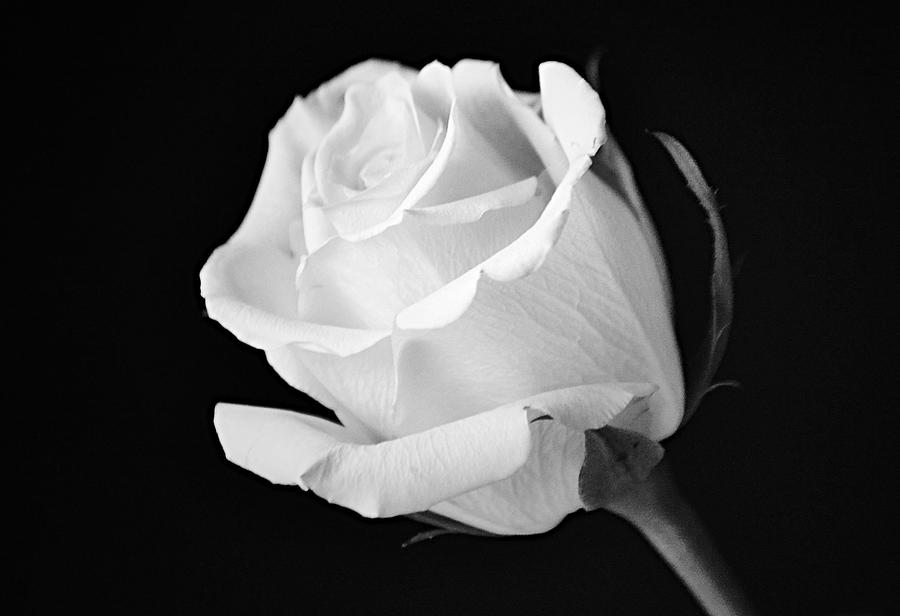 White Rose Bud Black and White Photograph by Gaby Ethington