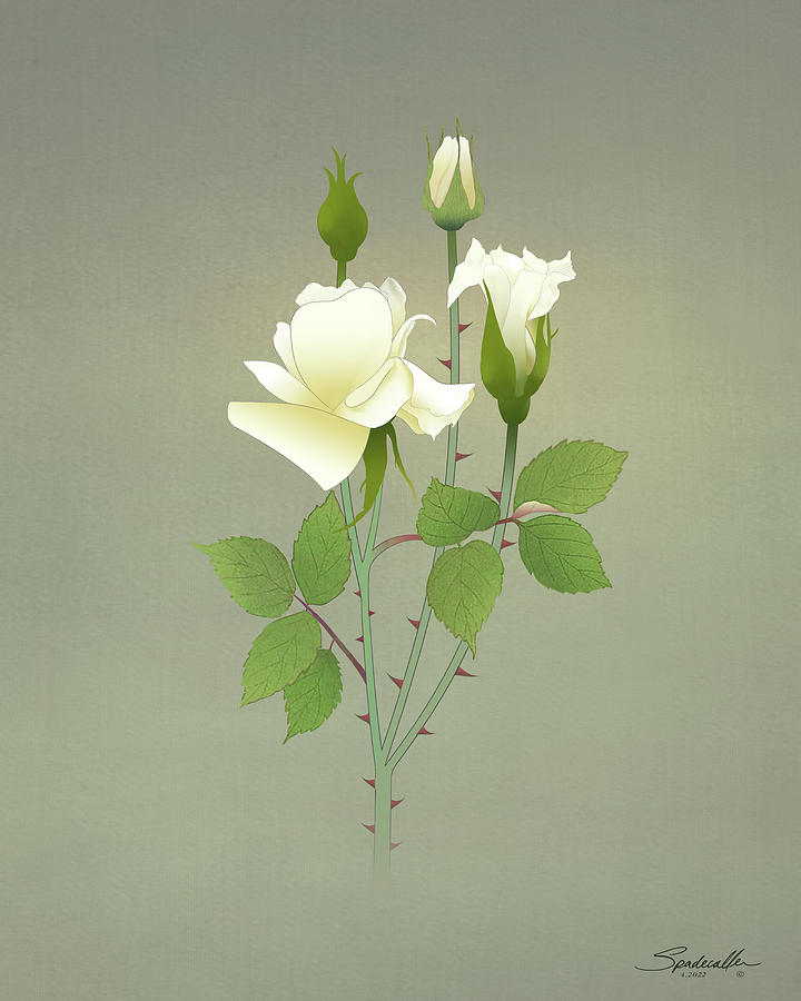 White Rose Bush Digital Art by M Spadecaller