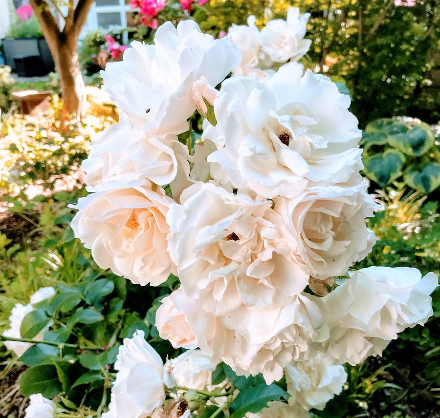 White Rose Cluster Photograph by Dean Williams - Fine Art America