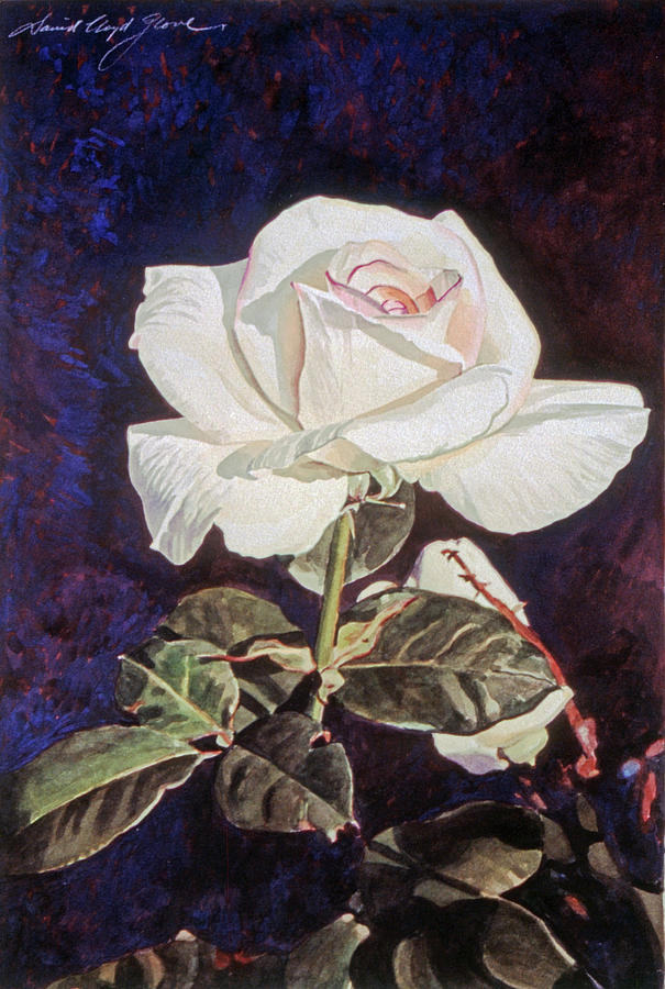White Rose Painting by David Lloyd Glover
