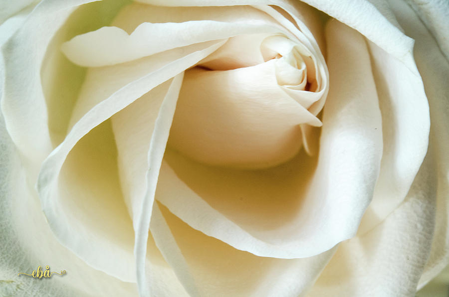 White Rose Photograph by Elaine Berger