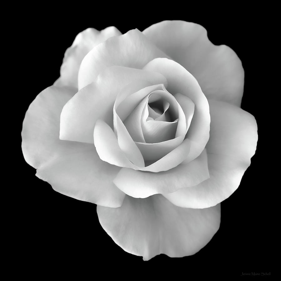 White Rose Flower in Black and White Photograph by Jennie Marie Schell