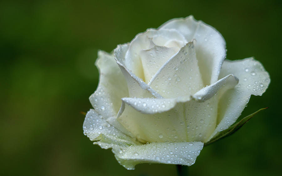 White Rose Flower In Dew Drops Close Up On A Background Of Blurred Greenery Photograph By Igor Klyakhin