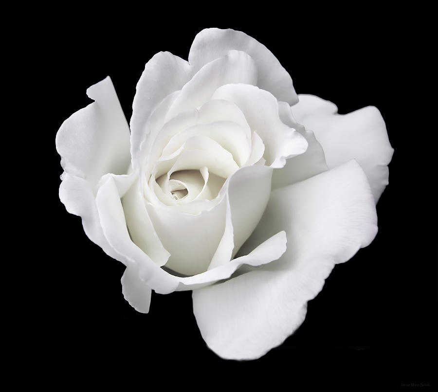 Nature Photograph - White Rose Flower on Black by Jennie Marie Schell