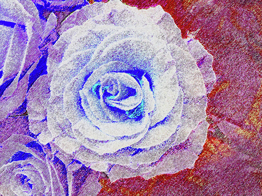 White Rose in Blue and Red Photograph by Corinne Carroll