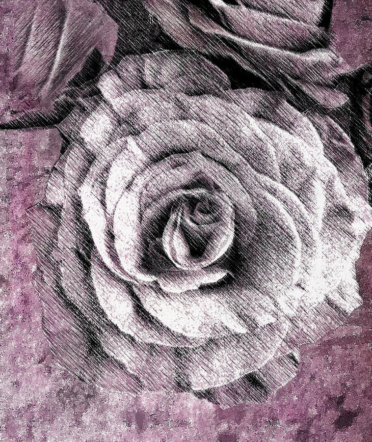 White Rose in Light Pink Photograph by Corinne Carroll