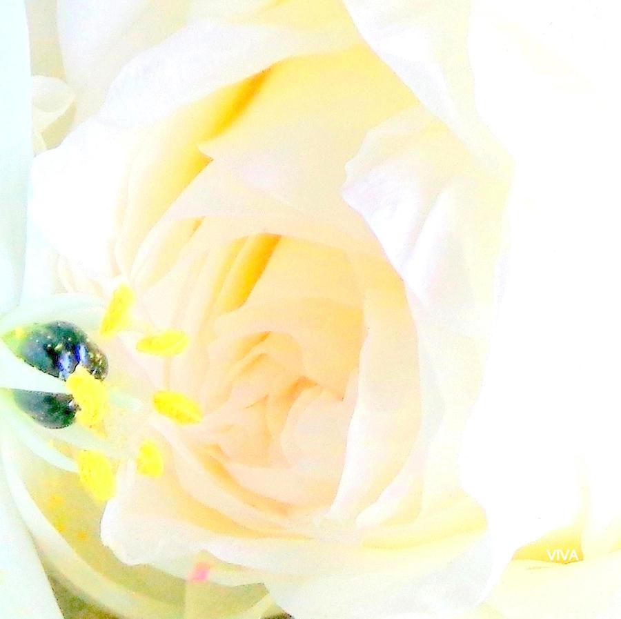 White Rose In Love Photograph by VIVA Anderson