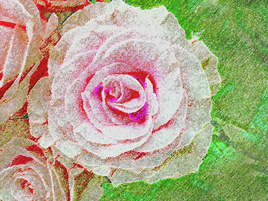White Rose in Pink and Green Photograph by Corinne Carroll