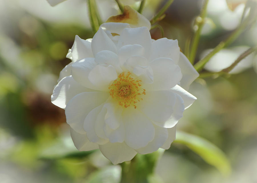 White Rose in Sunshine Photograph by Gaby Ethington