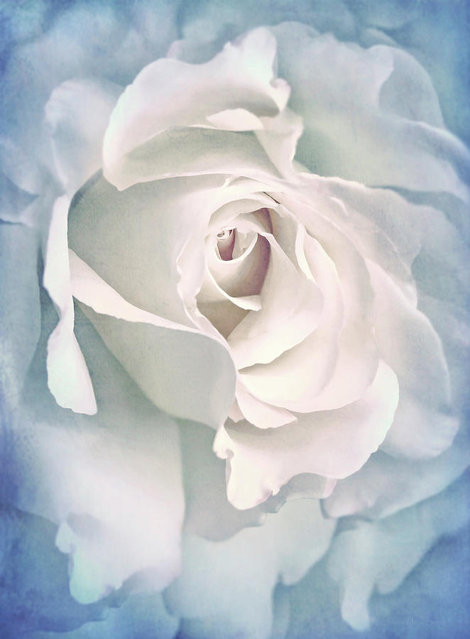 Nature Photograph - White Rose in the Blue Sky by Jennie Marie Schell