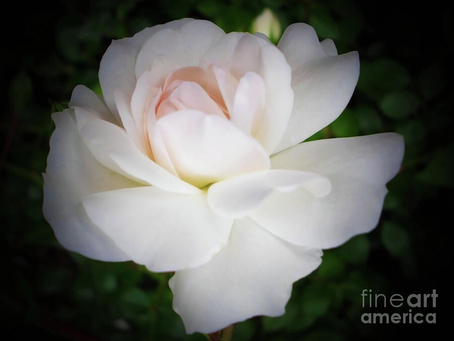 White Rose Photograph by Jasna Dragun