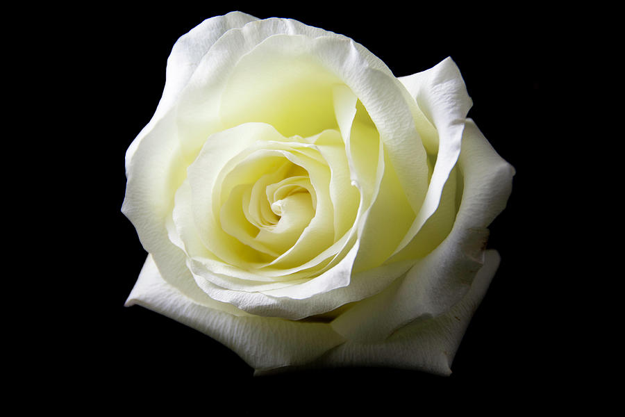 Rose Photograph - White Rose by Jennifer Wick