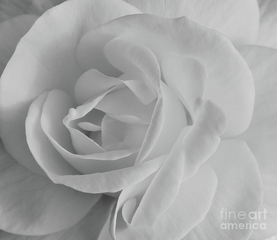 White Rose Photograph by Jimmy Chuck Smith