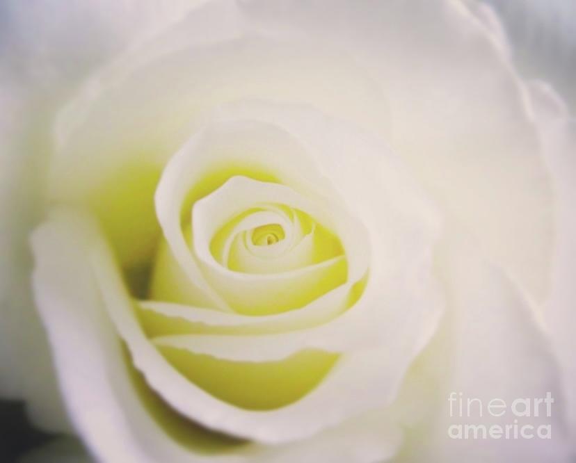 Flower Photograph - White Rose  by Katina Borges