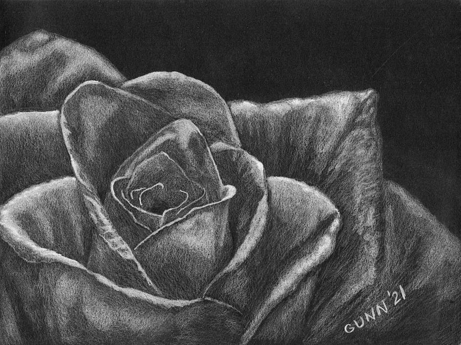 White Rose Drawing by Katrina Gunn