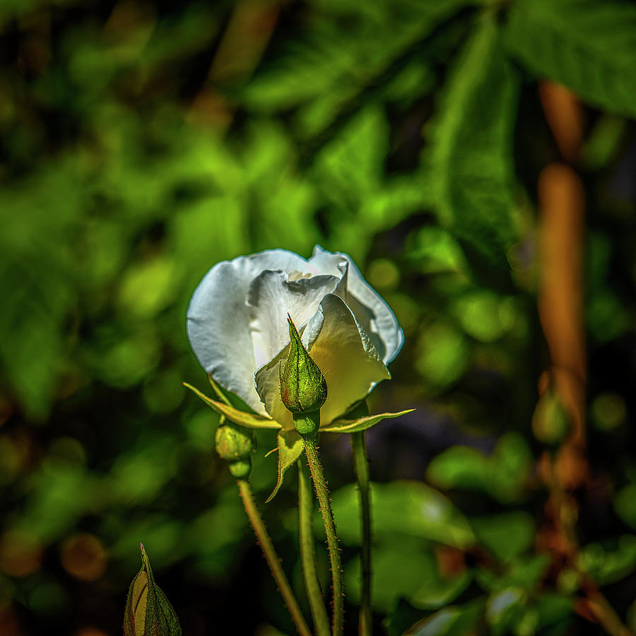 White rose #l5 Photograph by Leif Sohlman
