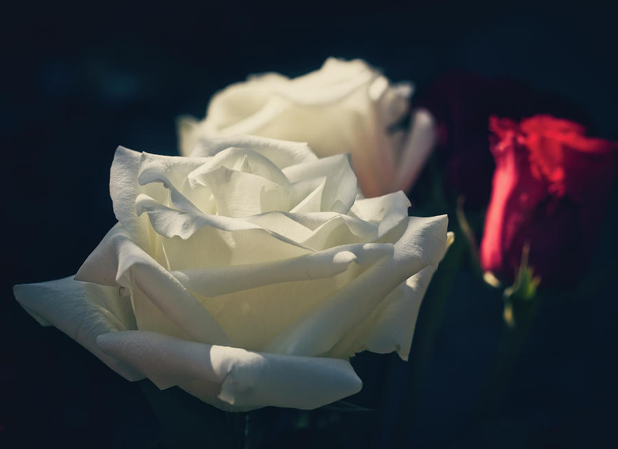 White Rose Photograph by Laura Vilandre