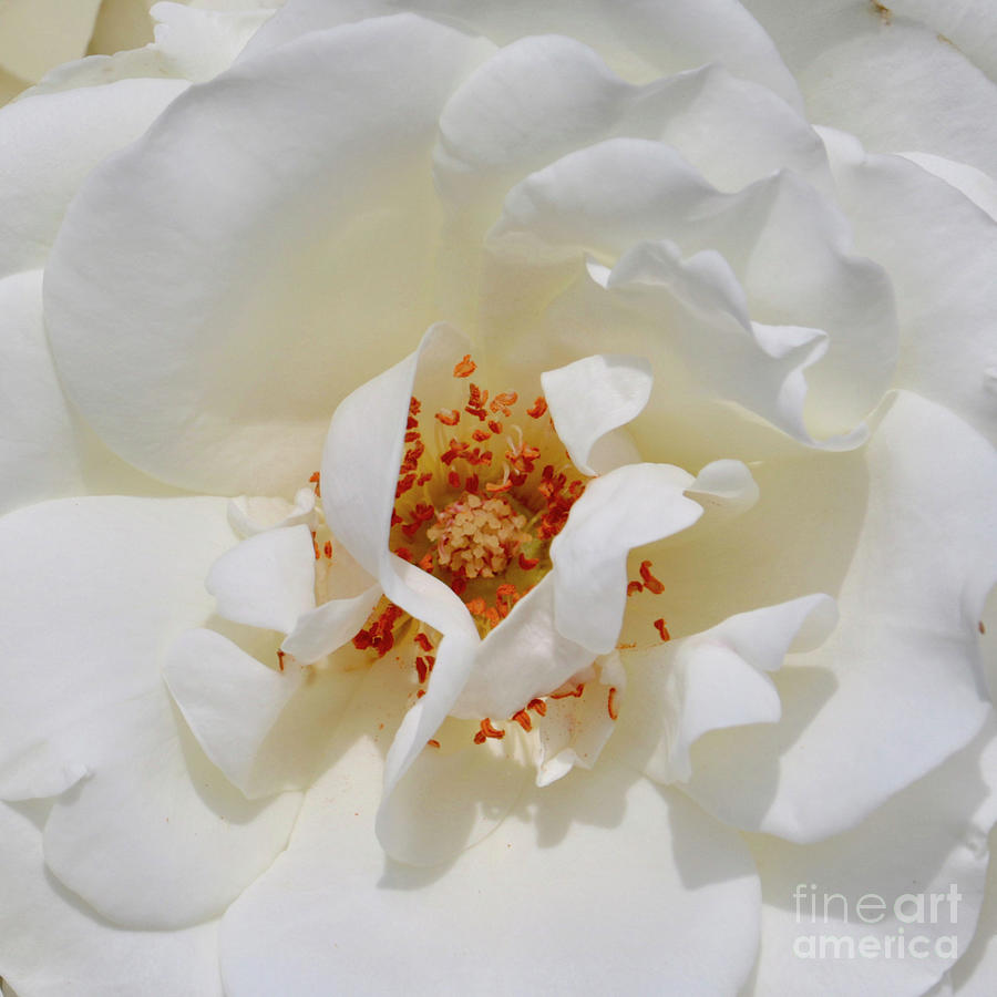 White Rose Macro Square Photograph by Carol Groenen