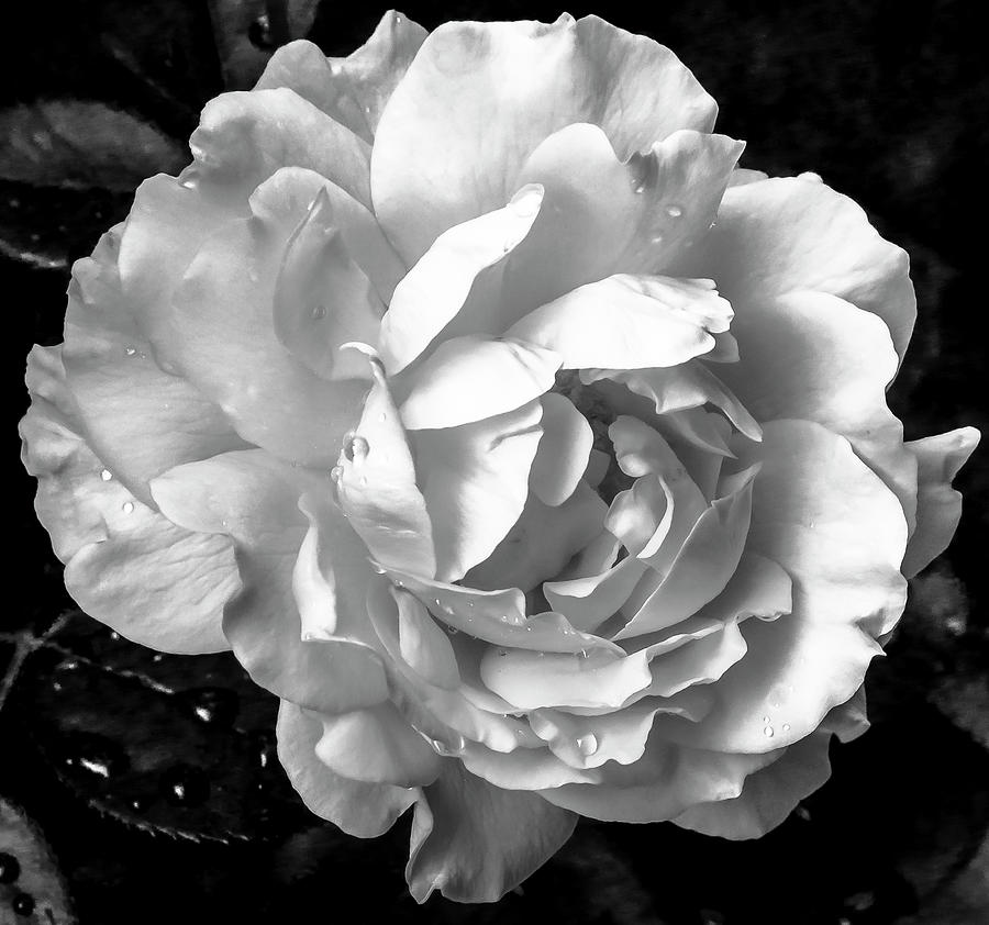 White Rose Photograph by Mark Mille