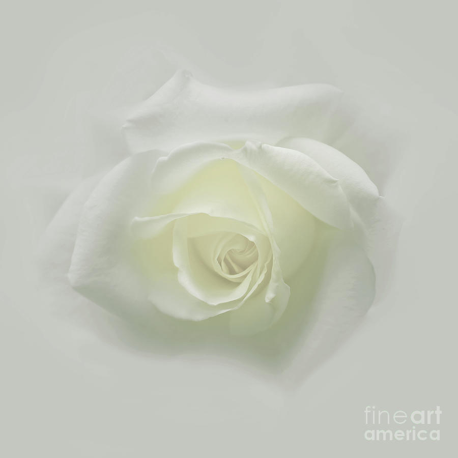 White Rose Photograph by Mehran Akhzari