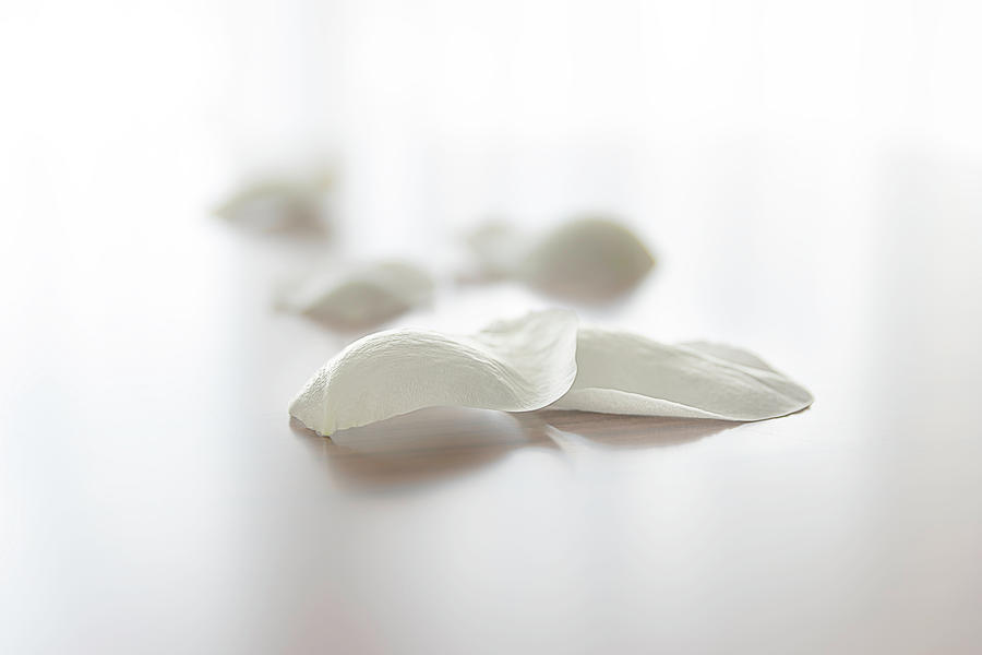White Rose Petals Photograph by Wolfgang Stocker