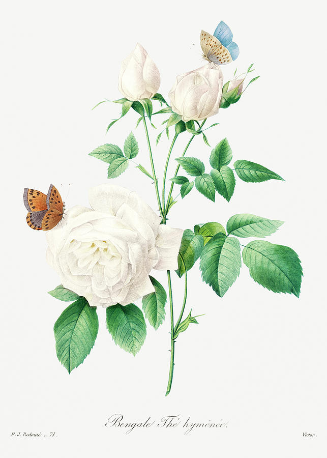 White Rose Painting by World Art Collective