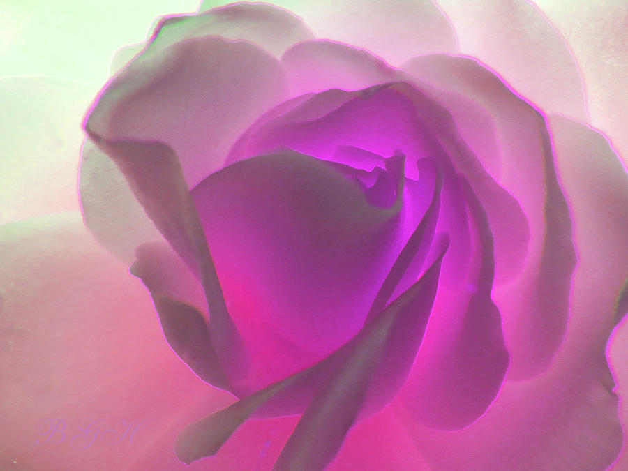 White Rose Pink Glow - Floral Art and Photography - Rose Art - Flower Macro Photograph by Brooks Garten Hauschild