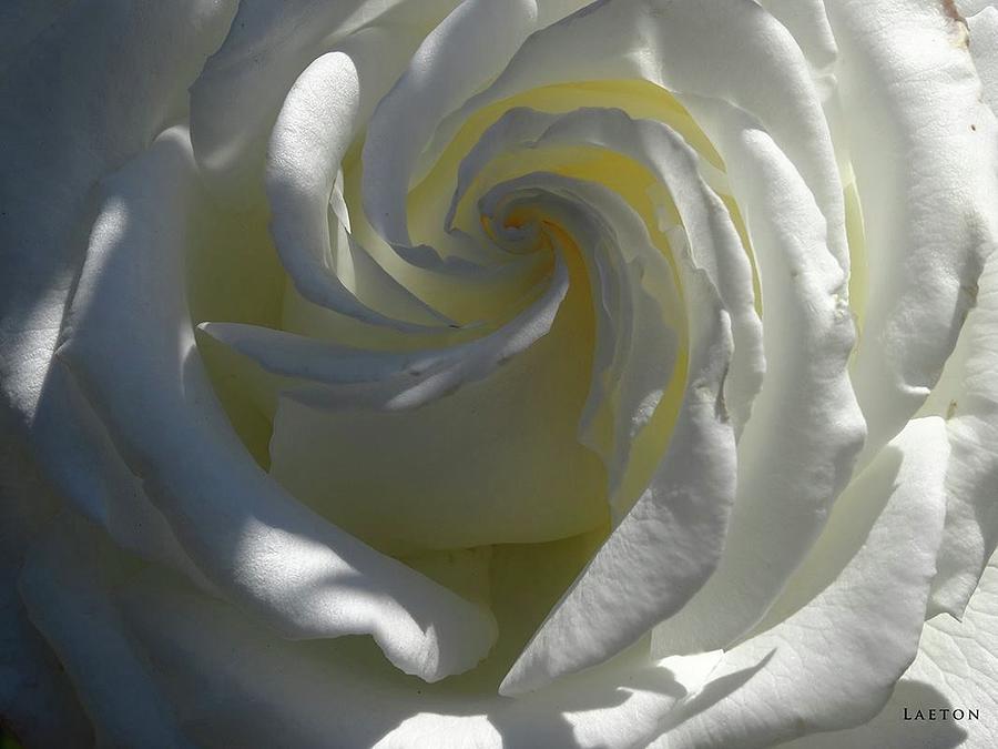 White Rose Purity Digital Art by Richard Laeton