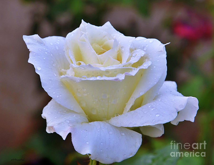 White Rose Rain Drops Photograph by Debby Pueschel