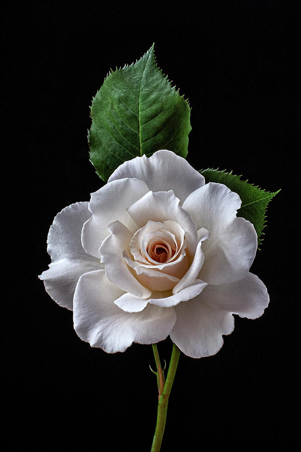 White rose Photograph by Roman Kurywczak