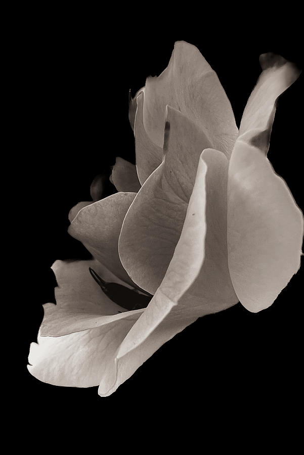 White Rose Photograph by Ron Roberts