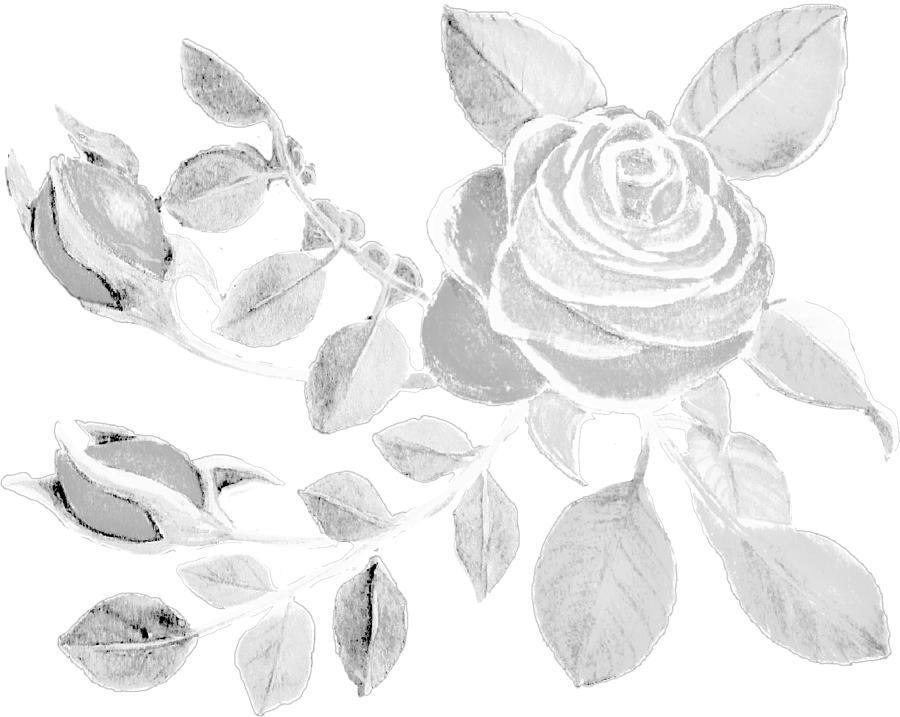 White Rose Watercolor Clear Cropped Transparent Background Designed for Shirts Digital Art by Delynn Addams