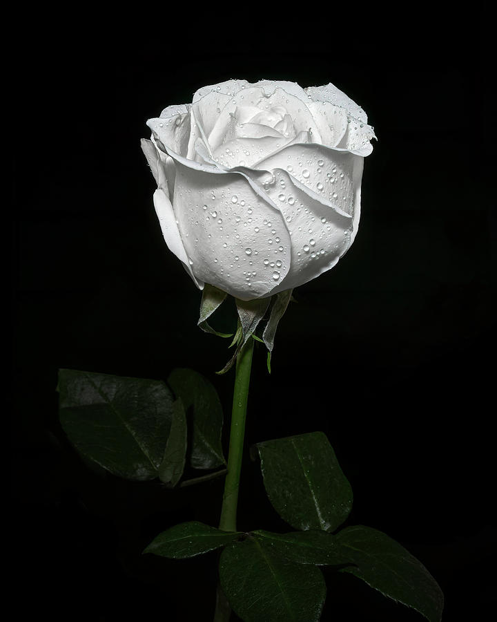 Flower Photograph - White Rose with Raindrops by Sandi Kroll