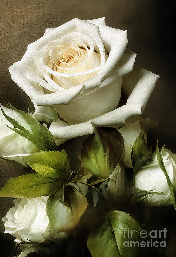 White Roses Photograph by Carlos Diaz