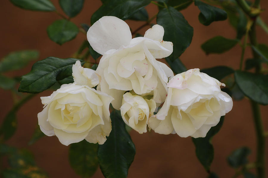 White Roses Heavy Petals Photograph by Gaby Ethington