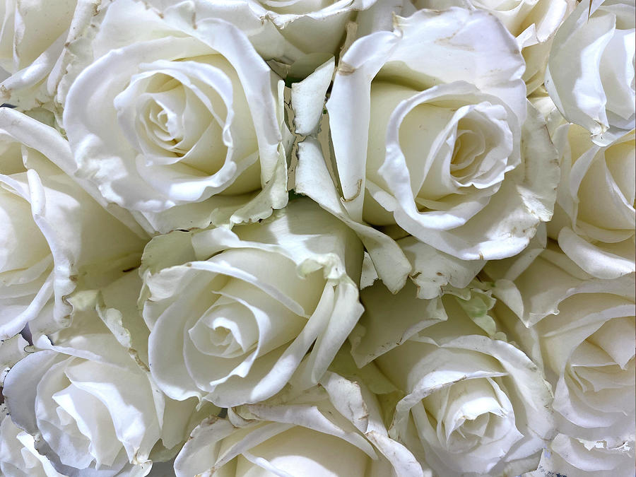 White Roses Photograph by Karen Zuk Rosenblatt