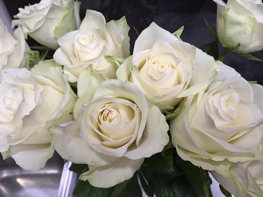 White Roses Photograph by Marlene Challis