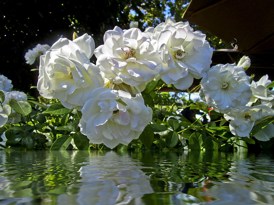 White Roses Of V Sattui Photograph by Joyce Dickens