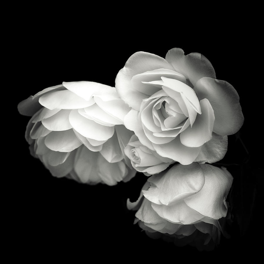 White Roses Photograph by Philippe Sainte-Laudy