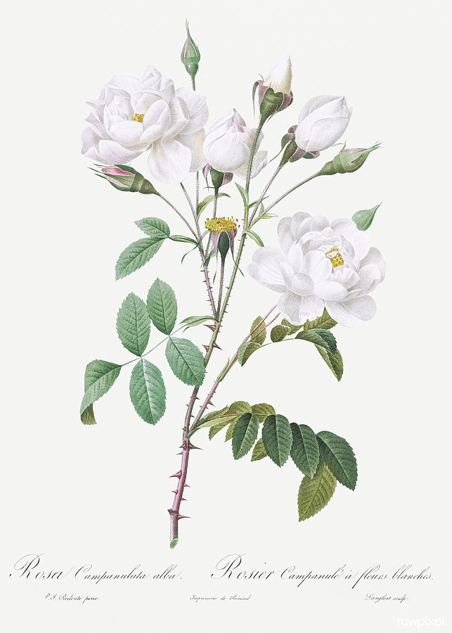 White Roses Painting by World Art Collective