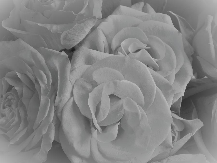 - White Roses Photograph by THERESA Nye