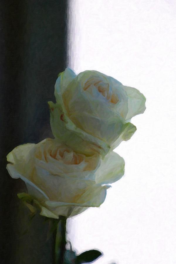 Rose Photograph - White Roses White And Black Shadows 2022 by Cathy Lindsey