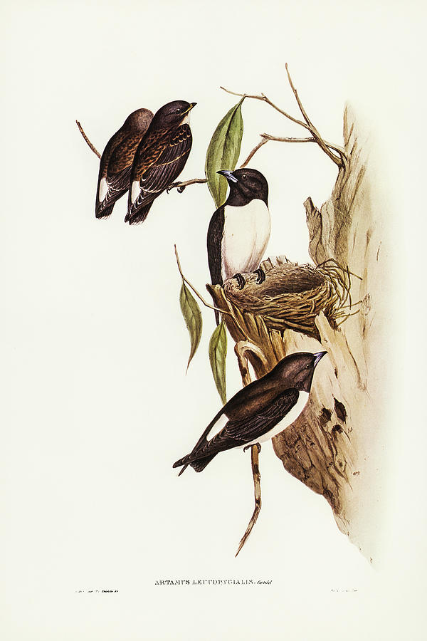 John Gould Drawing - White-rumped Wood Swallow by John Gould