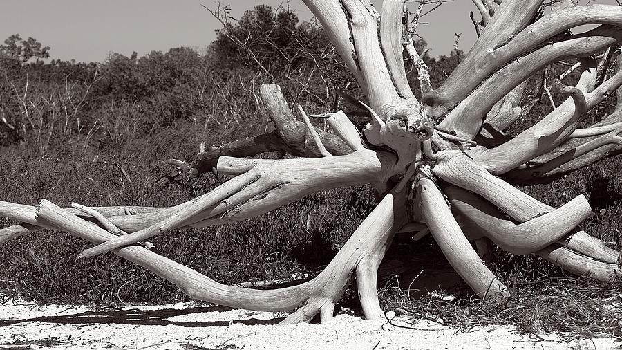 White Sable Tree Photograph by Paul Rebmann